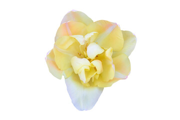 terry tulip isolated,lemon - cream tulip on a white background, tulip Happy Upstar