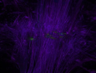 Imaginatory fractal background Image