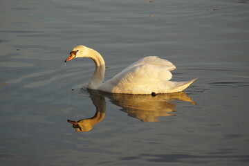 A white swan on the lake in the sunshine