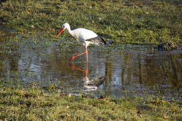White stork in the pond on one leg, hunting something to eat