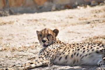 cheetah