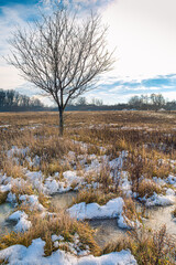 Tree in meadow landscape during sunset