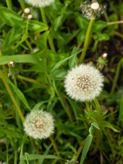 Two white air dandelions on a background of green foliage.