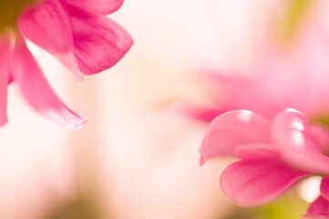 Frühlingsblätter  in rosa/weiß/orange/pink