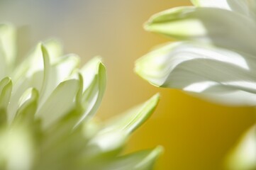 Frühlingsblumen Blätter in grün/weiß/gelb/