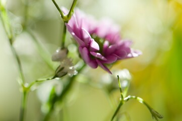 Frühlingsblumen in grün/rosa/weiß/gelb/lila