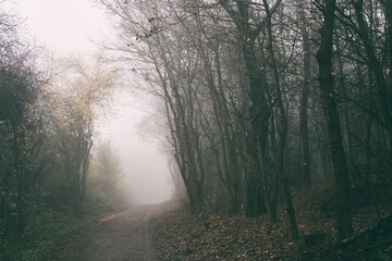 Naklejka premium scary forest with fog in black and white, toned