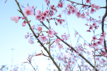 pink cherry blossom