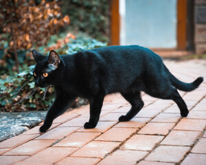 Cat experiencing wilderness