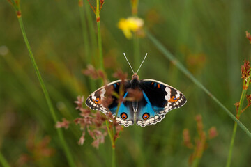 Butterfly in Nature Place