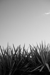 black and white agave americana leaves on a rockery 