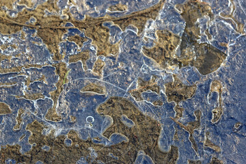 Ice in a puddle of water