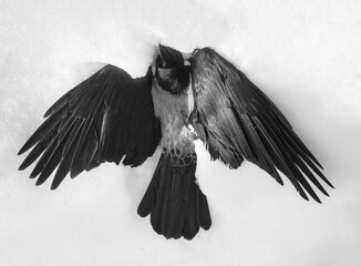 Dead black crow lying on snow