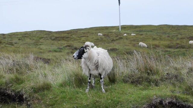 Ovejas con mucha lana al bode de una carretera en las Tierras Altas de Escocia