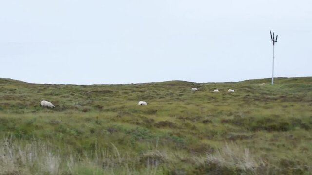 Ovejas con mucha lana al bode de una carretera en las Tierras Altas de Escocia