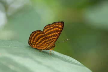 Fototapeta na wymiar Butterfly in Nature Place