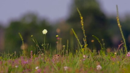 European ground squirrel - Spermophilus citellus on meadow