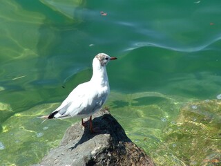 les animaux font leur chow