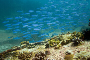 Group of fusilier fish in blue tropical water