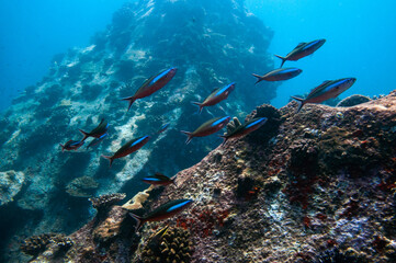 Naklejka na ściany i meble Group of fusilier fish in blue tropical water over the reef