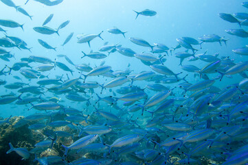 Group of fusilier fish in blue tropical water