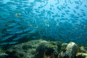 Group of fusilier fish in blue tropical water