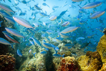 Group of fusilier fish in blue tropical water