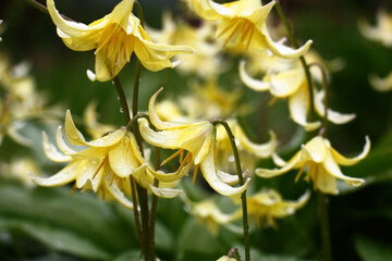 Fototapeta premium Spring. Rainy morning. Green fresh leaves and bright yellow flowers of a erythronium in water drops.