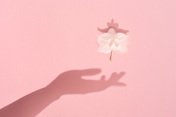 Female hand shadow keeps white spring flower. Womens, Mothers day, femininity and harmony concept.