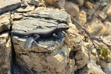 Black Lizard on a stone near Capetown in South Africa