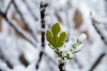 Sudden spring snow on the fresh fig leaves.