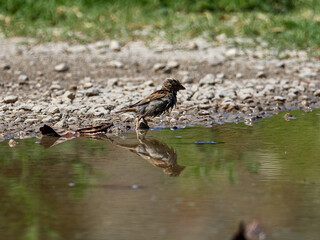 House sparrow, Passer domesticus, soaking in a pond, Onteniente, Spain