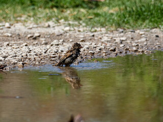 House sparrow, Passer domesticus, soaking in a pond, Onteniente, Spain