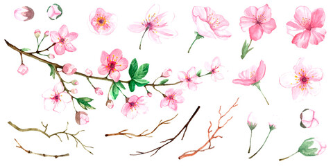 Set of watercolor illustrations of blooming sakura