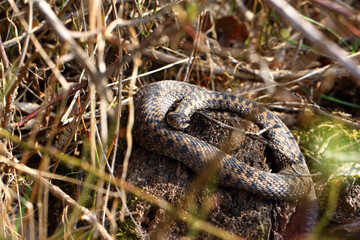 Vipère péliade Vipera berus au sortir de l'hivernation au printemps