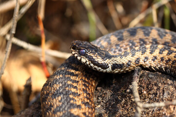 Vipère péliade Vipera berus au sortir de l'hivernation au printemps