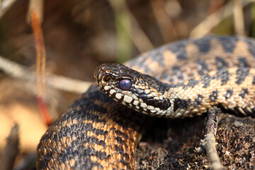 Vipère péliade Vipera berus au sortir de l'hivernation au printemps