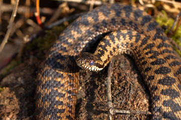 Vipère péliade Vipera berus au sortir de l'hivernation au printemps