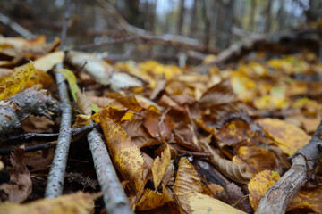 fallen autumn leaves