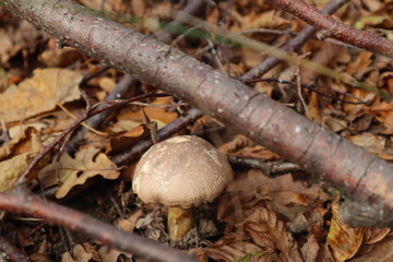 mushroom in the forest