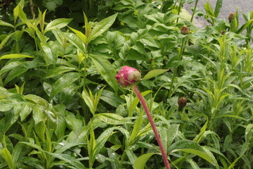 Summer rain drops remained on the bright pink peony bud