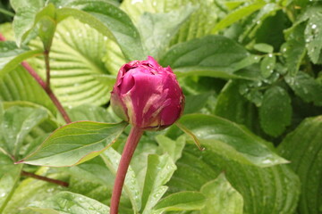 Summer rain drops remained on the bright pink peony bud