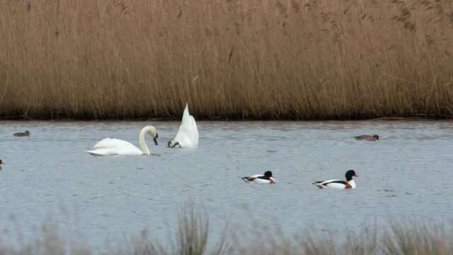 Mute Swan and Common Shelduck