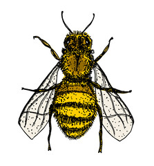 Honey bee vintage vector drawing. Hand drawn isolated insect sketch. Vintage color engraved illustration. Great for logo, icon, label, packaging design.