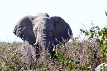 African Etosha National Park elephant walking in the bushes 