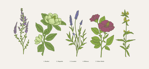 vintage hand drawn boatnical illustration set. graphic design elements, isolated flower vectors