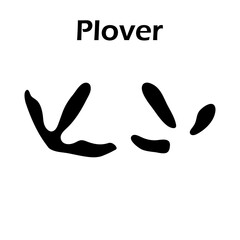 Obraz premium Plover Footprint