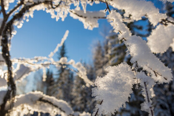 Frame of twigs with snow crystals in front and snowy forest and a blue sky in background.