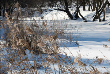 thickets of reeds and trees on the shore of the frozen pond