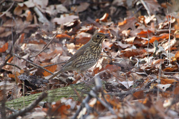 Wacholderdrossel - Tarnung ist alles
